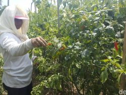 Lahan Cabai Terkena Virus Gemini, Petani Berharap Pemerintah Beri Bibit Unggul