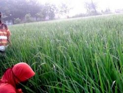 Macet Bayar Bank, Petani Ini Berharap Ada Jalan Tengah Atas Lelang 3 SHM-nya