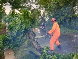 TIM BPBD  Tuban  Pos Rengel Evakuasi 3 Pohon Tumbang