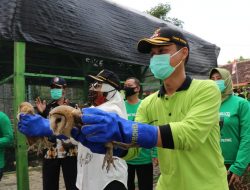 Merawat Ekosistem Pertanian Dengan Koko Belloq (Burung Hantu)