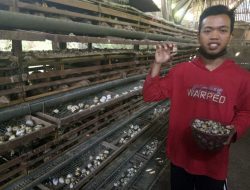 Peternak Kediri Keluhkan Harga Telur Puyuh Anjlok