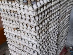 Peternak Puyuh Kediri Mulai Tersenyum