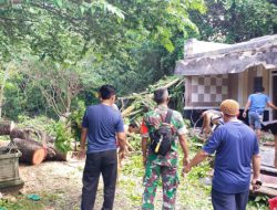 Hujan Lebat di Sumenep, Pohon Tumbang Timpa Rumah Warga