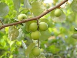 Mengenal Daun Bidara, Dipercaya Bisa Obati Tumor Hingga Sakit Jantung