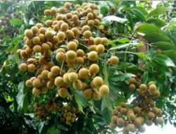 Cara Budidaya Kelengkeng Agar Cepat Berbuah