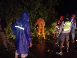 Pegawai Patah Tulang Akibat Pohon Tumbang di Sumenep