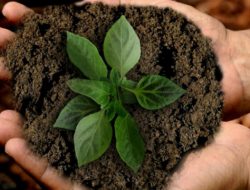 Mengenal dan Cara Membuat Pupuk Organik