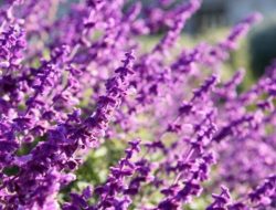 7 Jenis Tanaman yang Bisa Usir Ular, Ada Lidah Mertua lho…