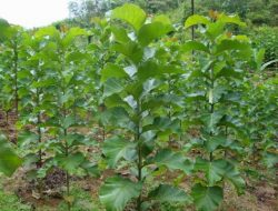 Tips Budidaya Pohon Jati Bagi Pemula Agar Tidak Gagal Panen