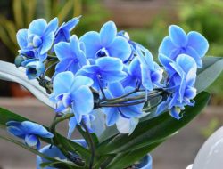 Bunga Cantik, Tips Tanam Anggrek Bagi Pemula, Bisa Langsung Dicoba Lho….