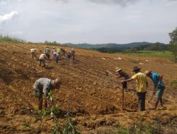 Ditengah Musim Penghujan, Petani di Basoka Tanam Bawang Merah