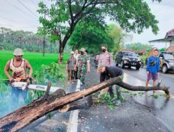 Hujan Lebat Disertai Angin Sebabkan Pohon Ditepi Jalan Nasional Tumbang