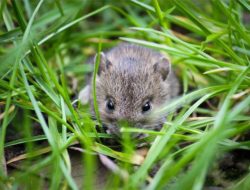 Petani Dibuat Kehabisan Akal Hadapi Teror Hama Tikus