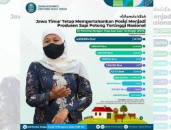 Populasi Sapi Potong di Jatim Hampir 5 Juta Ekor Setahun