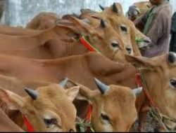 ‘Lu Ganteng Pa’ jadi Andalan DKPP Pertahankan Populasi Sapi Lokal