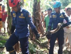 Petugas Damkar dan Penyelamatan Kabupaten Bojonegoro Evakuasi ular Sanca Kembang