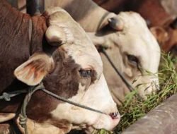 Wabah Penyakit PMK Merebak di Jatim, DKPP Surabaya Perketat Pengawasan