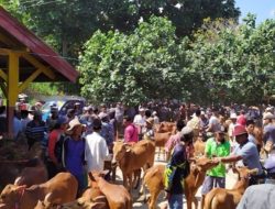 Wabah Penyakit PMK di Jatim, Pedagang Sapi di Sumenep Ngaku Rugi