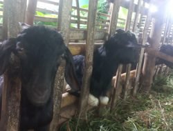 15 Kabupaten dan Kota di Jatim Zona Hijau PMK