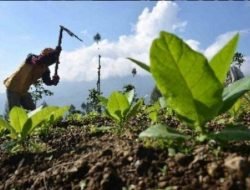 Dibayangi Hujan, Petani Tembakau Waswas