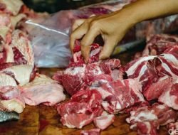Terjangkit Penyakit PMK, Amankah Dagingnya Dikonsumsi? Berikut kata Prof. Mustofa Helmi