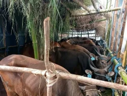 Karantina Pertanian Surabaya Tolak Transit 736 Sapi Asal Kupang