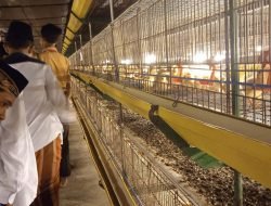 Laznas LMI Banyuwangi, Ajak Puluhan Siswa Yatim Belajar Tentang Peternakan
