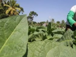 BEP Tembakau di Pemekasan Naik, Berikut Rinciannya