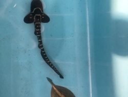 BRIDA Papua Barat & Konsorsium Project StAR Berhasil Meneteskan Dua Anakan Hiu Belimbing