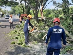 Pemkab Bojonegoro Sigap Tangani Cabang Pohon Patah Melintang Jalan di Balen