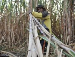 Pecahkan Rekor Tingkat Nasional, Berikut Tiga Daerah Penghasil Tebu Terbesar di Jatim