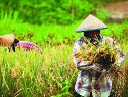 Nilai Tukar Petani di Jawa Timur Tertinggi dari Lima Provinsi di Pulau Jawa