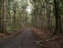 Hutan Sosial di Jatim Terluas di Pulau Jawa
