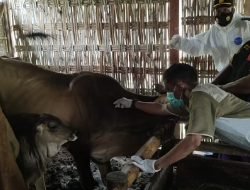 Kapolsek Tambakrejo Pimpin Giat Penyemprotan Disinfektan dan Vaksin Terhadap Hewan Ternak