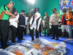 Bisnis Ikan Koi Samakin Menjanjikan, Kini Diekspor Hingga Malaysia