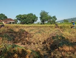 Produksi Padi dan Beras di Jatim Menyusut pada Tahun 2022