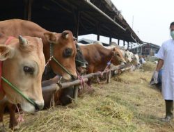 Gubernur Jatim Himbau Penyembelihan Hewan Kurban Sesuai Tuntunan Agama