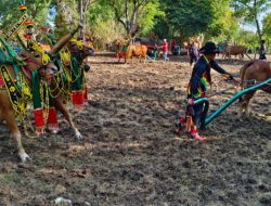 Warga Pulau Gili Raja Lestarikan Kerapan Sapi Betina Sebagai Budaya Lokal
