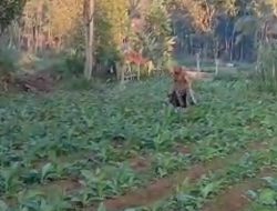 Pemkab Pamekasan Tetapkan BEP Tembakau 2023, Berikut Rinciannya