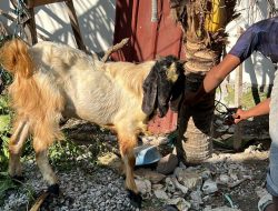 Momentum Idul Adha 1445 H, Manajemen Teras Kota Sembelih Dua ekor Kambing untuk masyarakat Sekitar