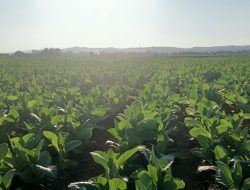 Bangkitkan Perekonomian, Warga Dorong Pengembangan Perusahaan Rokok Lokal