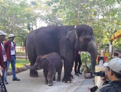 Rocky Balboa Gajah Imut Aktif Sapa Wisatawan di KBS Surabaya