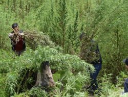 Cerita Pengungkapan 59 titik Ladang Ganja di Kawasan Gunung Bromo