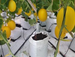 Segera Hadir, Warga Bisa Nikmati Sensasi Petik Melon di Desa Ketawang Laok