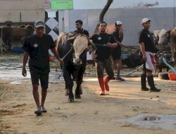 DPRD Jatim Minta Pengawasan Lalu Lintas Hewan Kurban Dimaksimalkan