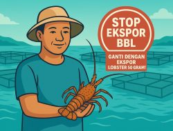 Dorong Budidaya Nasional, BALAD Grup Minta Pemerintah Stop Ekspor Benih Bening Lobster
