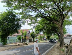 Khawatir Roboh, Warga Minta Kayu di Pinggir Jalan Segera Ditebang