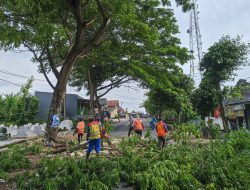 Akhiri Kekhawatiran Warga, Petugas Tebang Pohon Tua di Pinggir Jalan