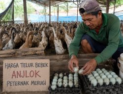 Harga Telur Bebek Anjlok, BISMA Minta Pemerintah Segera Bertindak