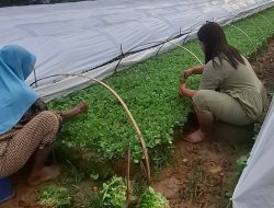 Bibit Tembakau Mahal, Petani Tetap Optimis Sambut Musim Tanam
